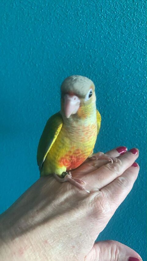 Conure EAM 150 60700 Pont-sainte-maxence