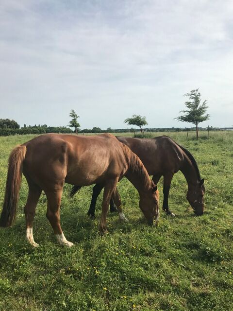 Tr&egrave;s belle jument TF. 3 ans. jamais couru! 3500 75013 Paris