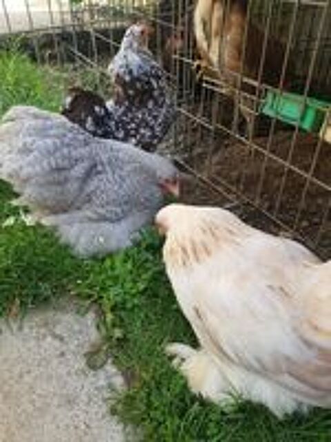   Poule batam pekin  