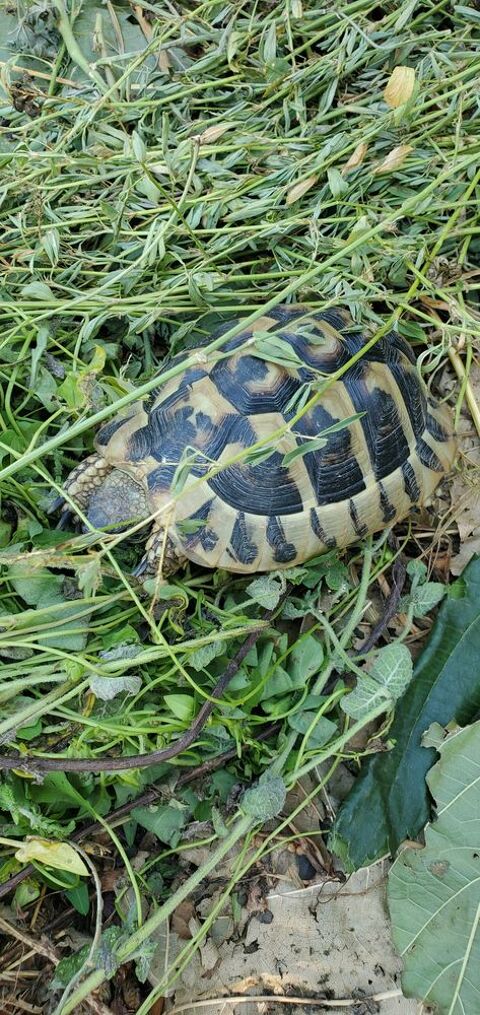 Tortue  terre  femelle de nos regions 8 ans 220 30250 Aspères