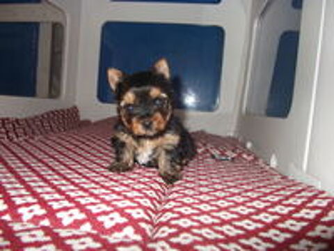   yorkshire terrier femelle 