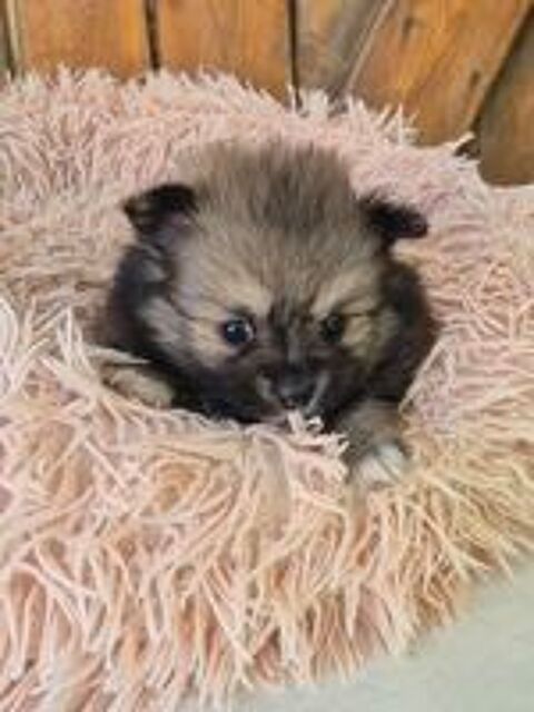   petit pomchi x spitz   