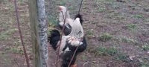   Coq brahma  