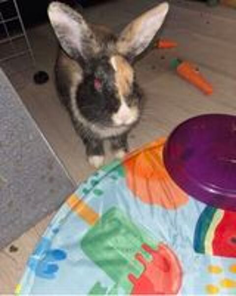   Lapin de compagnie  