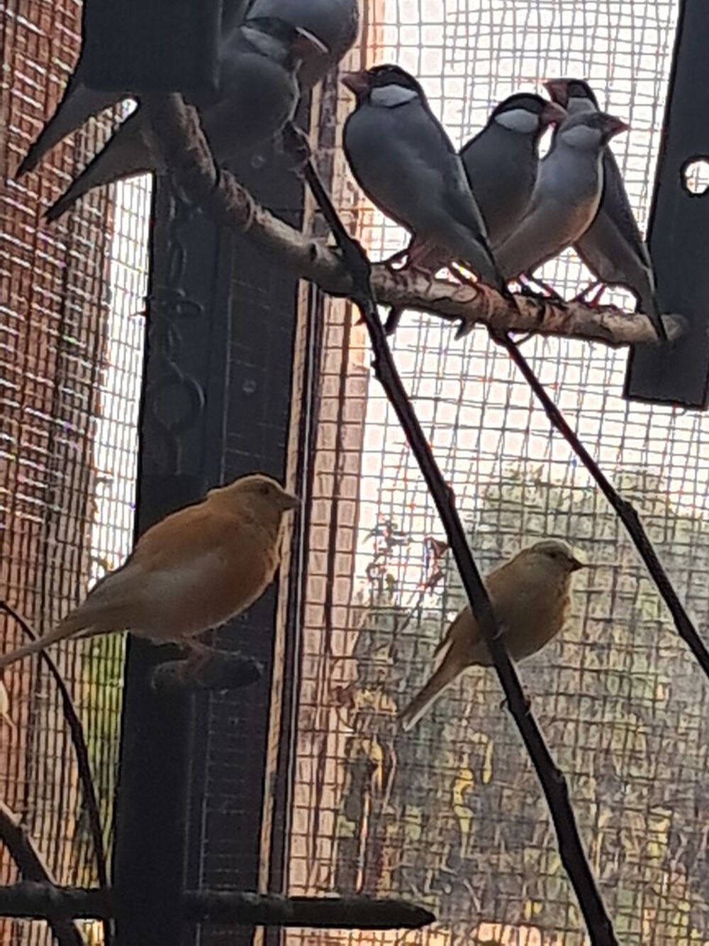   Oiseaux 