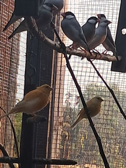 Oiseaux 15 01750 Replonges