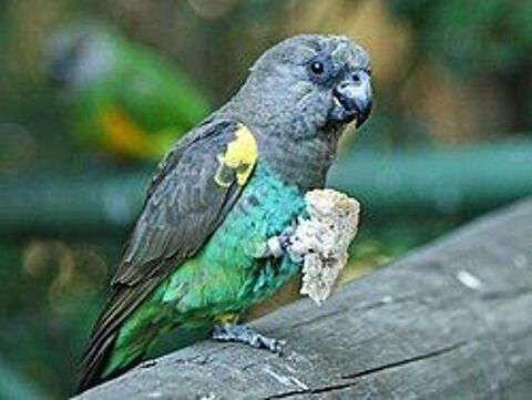 Recherche 1-0 Poicephalus Meyeri 1 78200 Buchelay