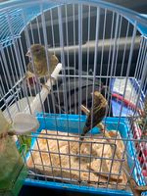  Canaris bronze  