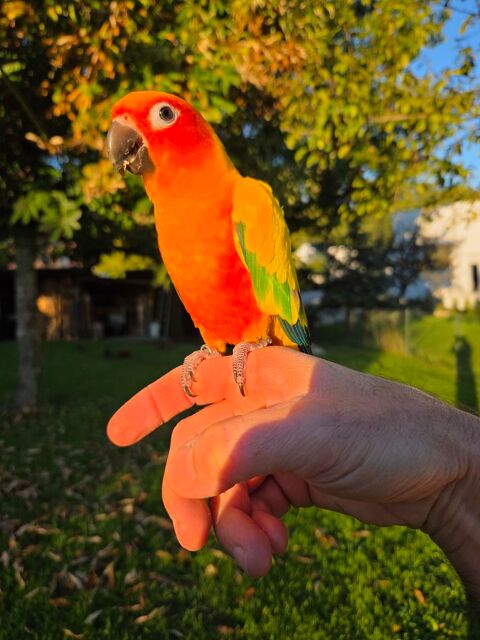 Conure soleil &Eacute;levage familial eam 400 68640 Muespach
