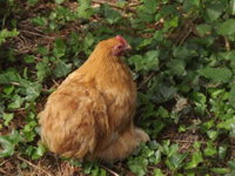   couples de pekins 
