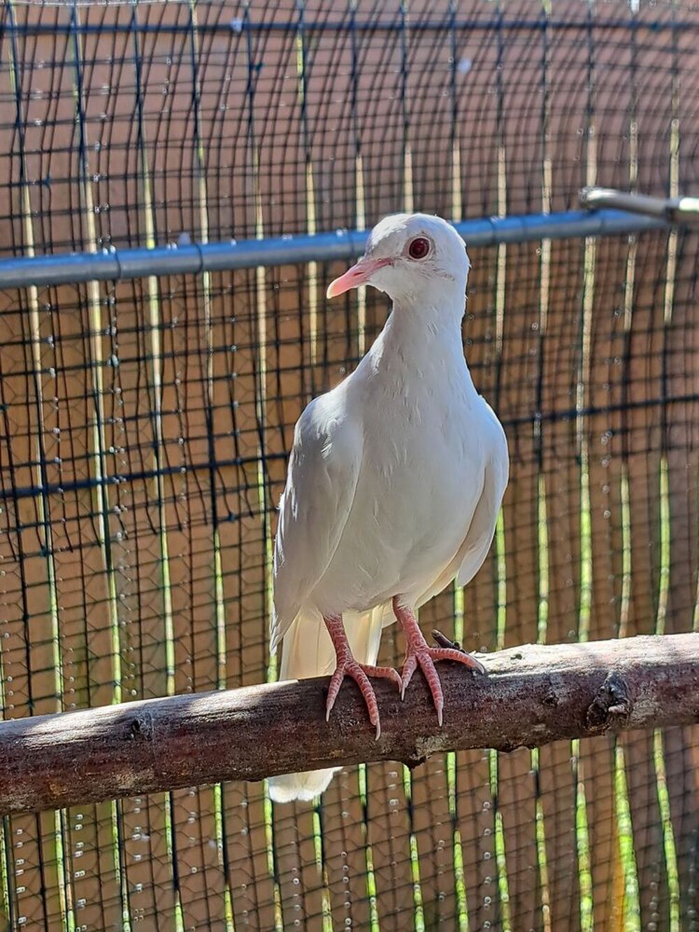   colombe blanche 
