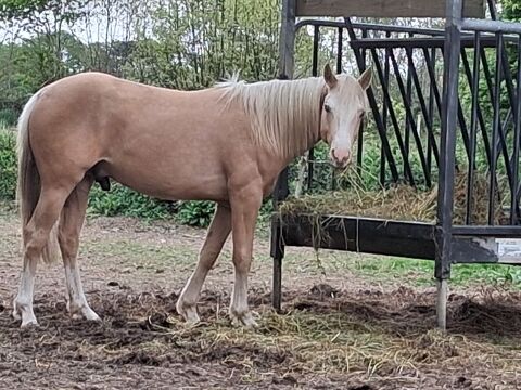 Poulain 2500 56390 Grand-champ