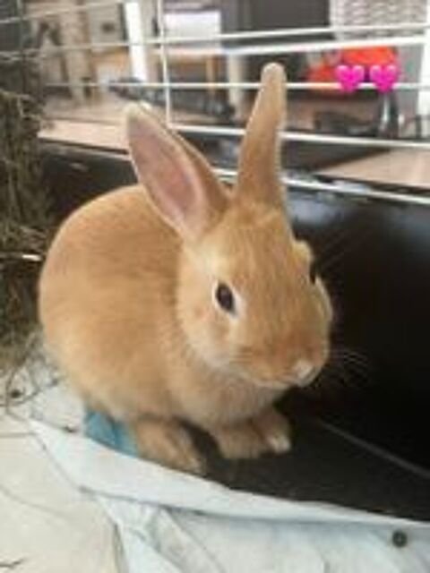   Lapins nains  