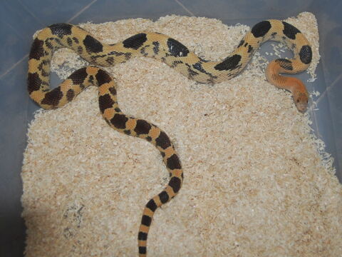 Serpent Pituophis et elaphe taeniura 100 29300 Guilligomarc'h