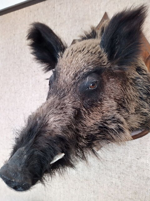 lot 4 troph�es de chasse Palaiseau (91)