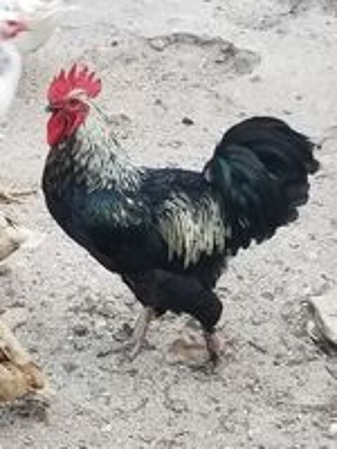   COQ 