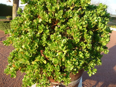 Pot de fleurs OVATA 80 Cenon-sur-Vienne (86)