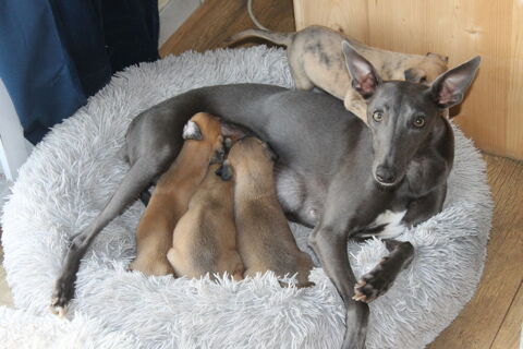 Magnifiques chiots de race WHIPPET les Whippets
D&eacute; ROAZHON 
1100 35850 Gévezé