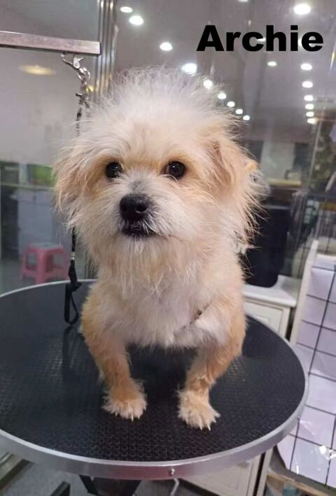 ARCHIE - actuellement au refuge en CHINE 0 75018 Paris