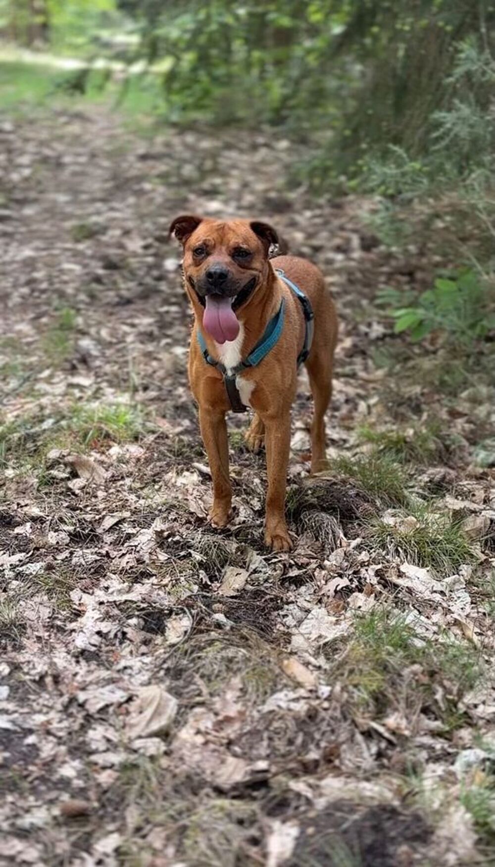   Garde de chiens à domicile, Visites chez vous 