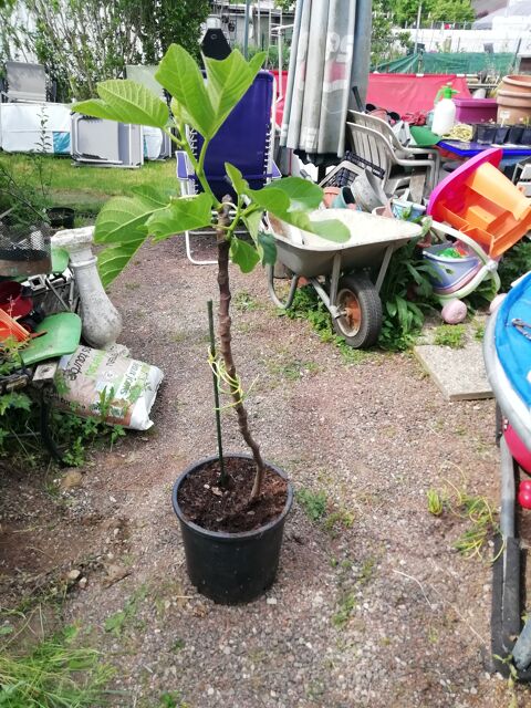 figuier donne  2 fois des fruits jusqu a noel 1metre de haut 25 Guénange (57)