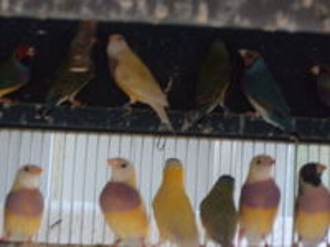   canari couleur  