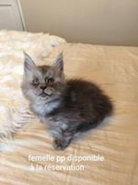   Bébé Maine coon  