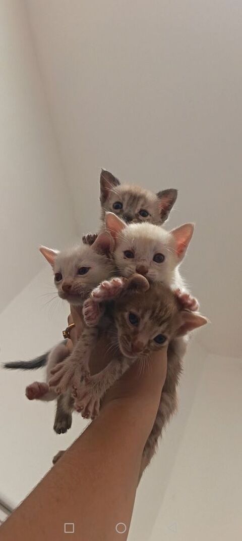 Chatons Savannah F6 1300 87290 Saint-sornin-leulac