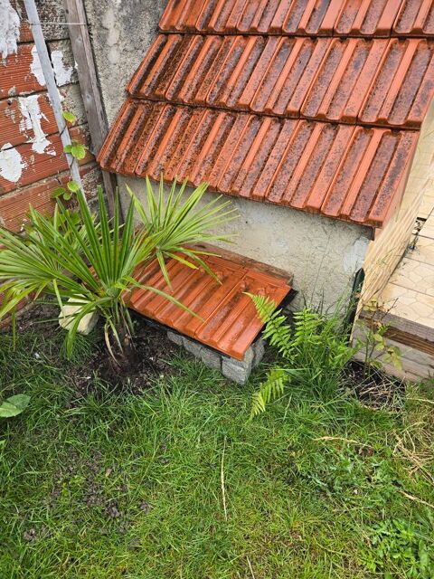 Rech,grosse tortue âgée,adulte sur paris banlieue 0 93800 pinay-sur-seine