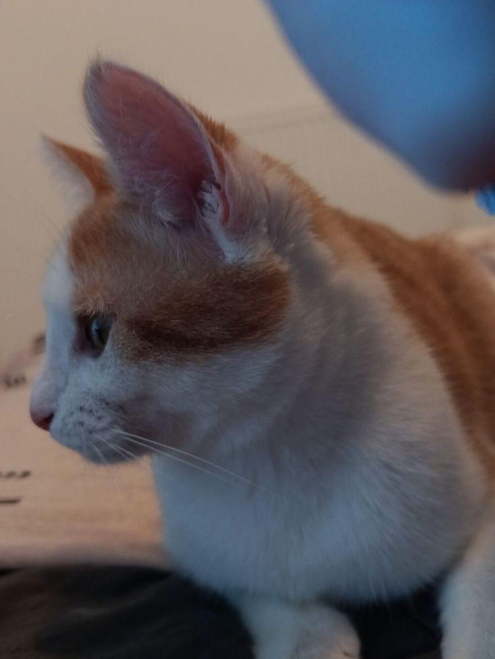   Chat ados a donné 
