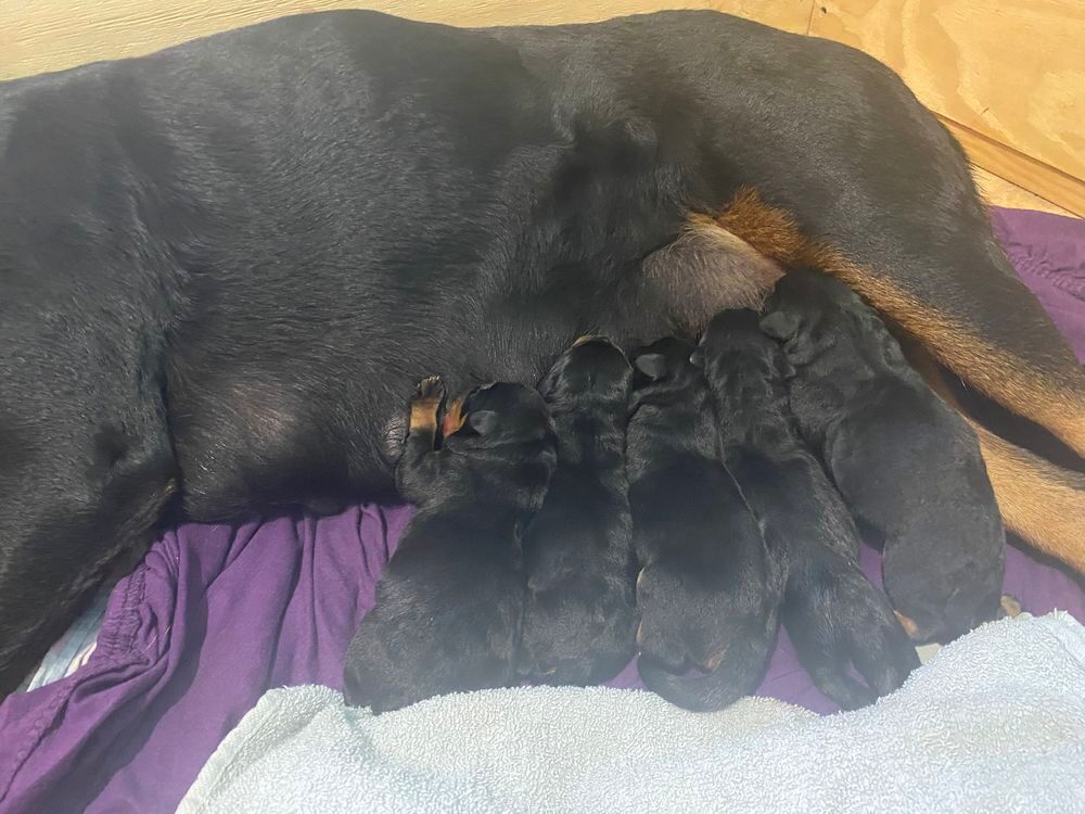   Chiots Rottweiler LOF à réserver  