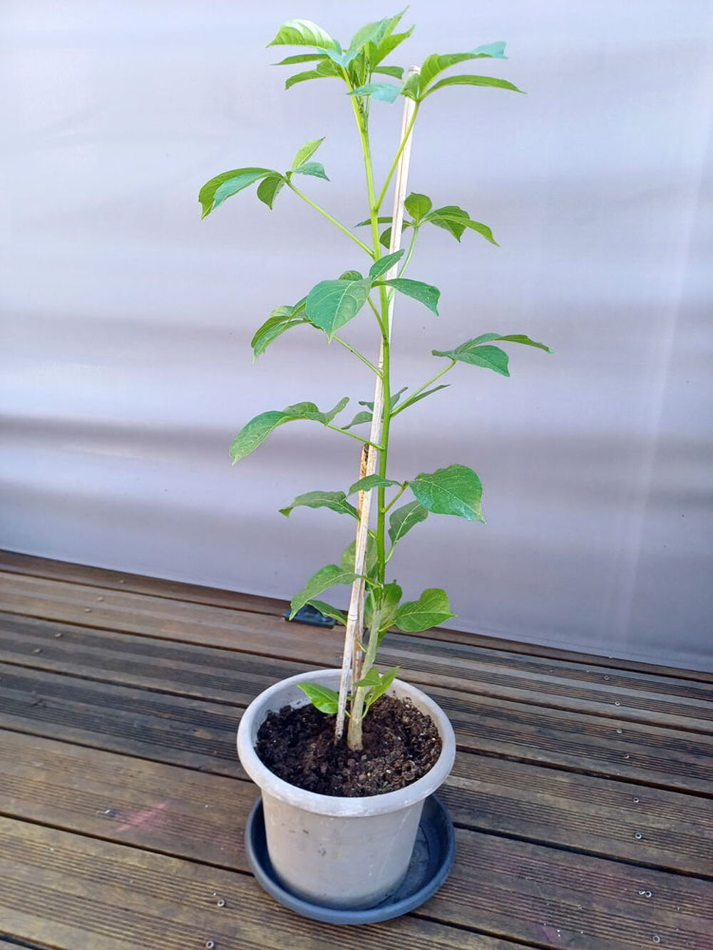 Superbe BAOBAB, hauteur 90cm de haut, en pot Jardin