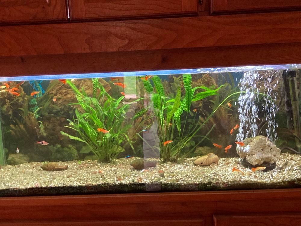 aquarium avec poisson 120 l Décoration