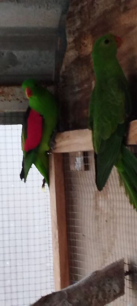  mâle erythropyére  150 16230 Saint-angeau