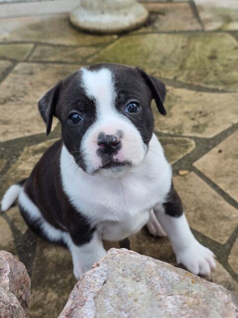 4 Staffie m&acirc;le disponible &agrave; la r&eacute;servation 1200 03150 Bouc�