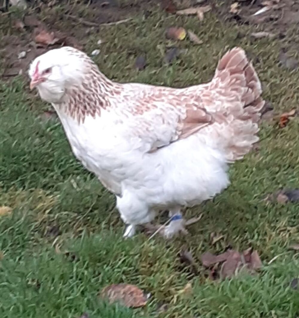    poules et coq  faverolles allemande pure race 