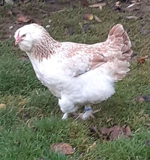  poules et coq  faverolles allemande pure race 2 50190 P�riers