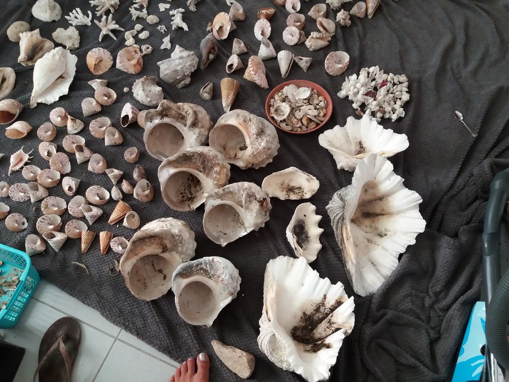 coquillage et coraux 