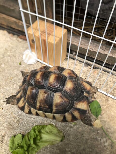 Tortues 1 07380 Meyras