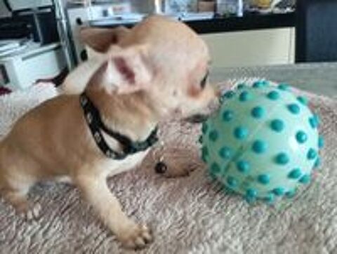  Très jolie portée de chihuahuas issue de parents lof 