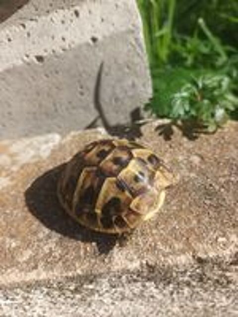   Petite tortue  