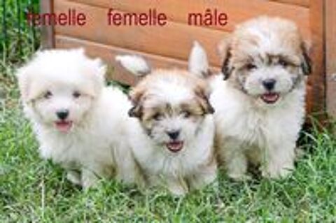   Chiots Coton de Tuléar NON LOF 