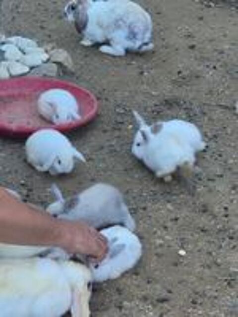   Bonjour je donne bébés lapins bélier nain . 