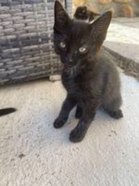   chaton 