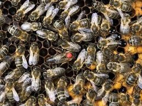 Essaim d'abeilles noires belle lignée 100 65500 Vic-en-bigorre