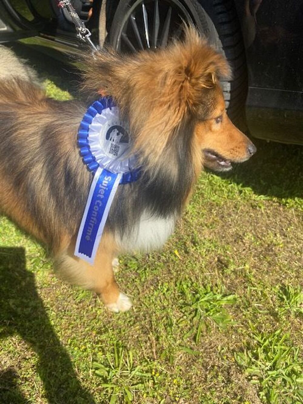   Propose saillie  Tosko 
Berger des Shetland (Sheltie)  