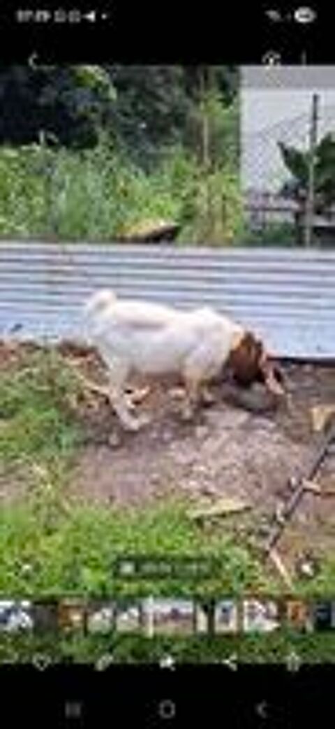   2 Boer Reproducteurs d'un an  