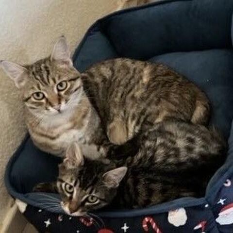 KION 180 38160 Beauvoir-en-royans