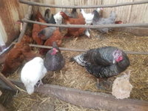  Poules pondeuses rousses a queue noir 