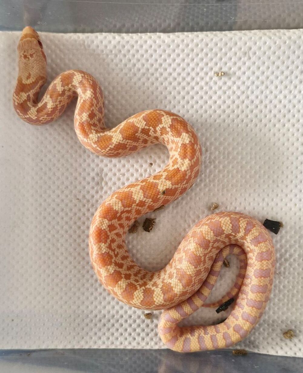   Pituophis catenifer  